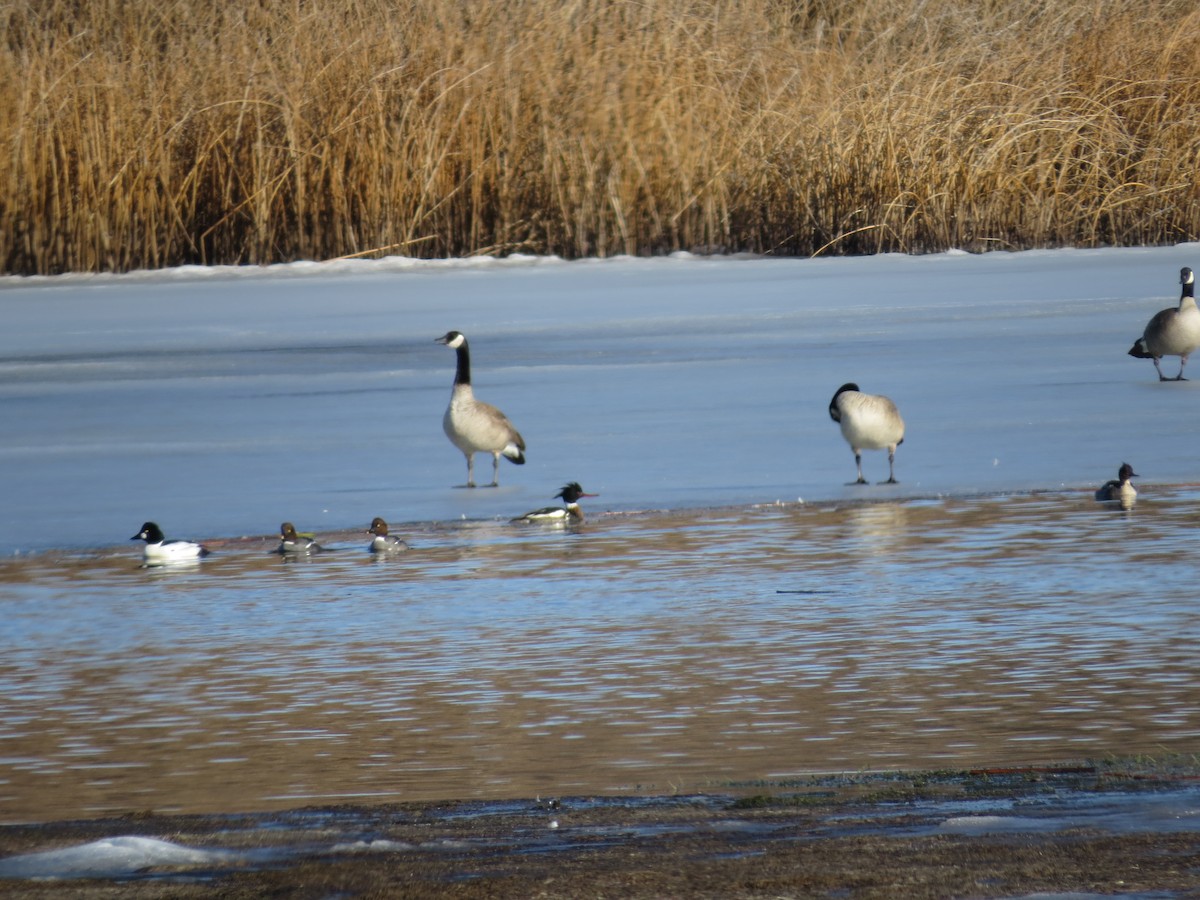 Red-breasted Merganser - ML556273831