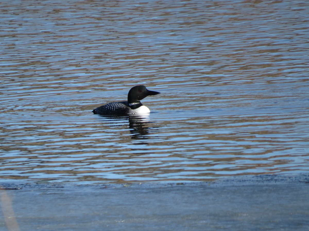 Plongeon huard - ML556274151