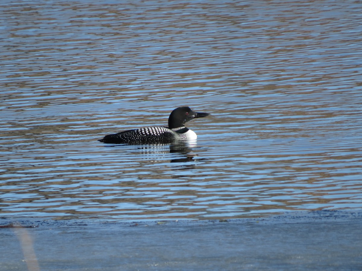 Common Loon - ML556274161