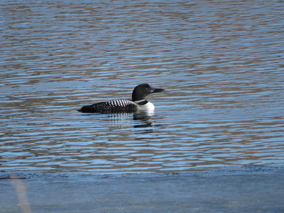 Plongeon huard - ML556274161