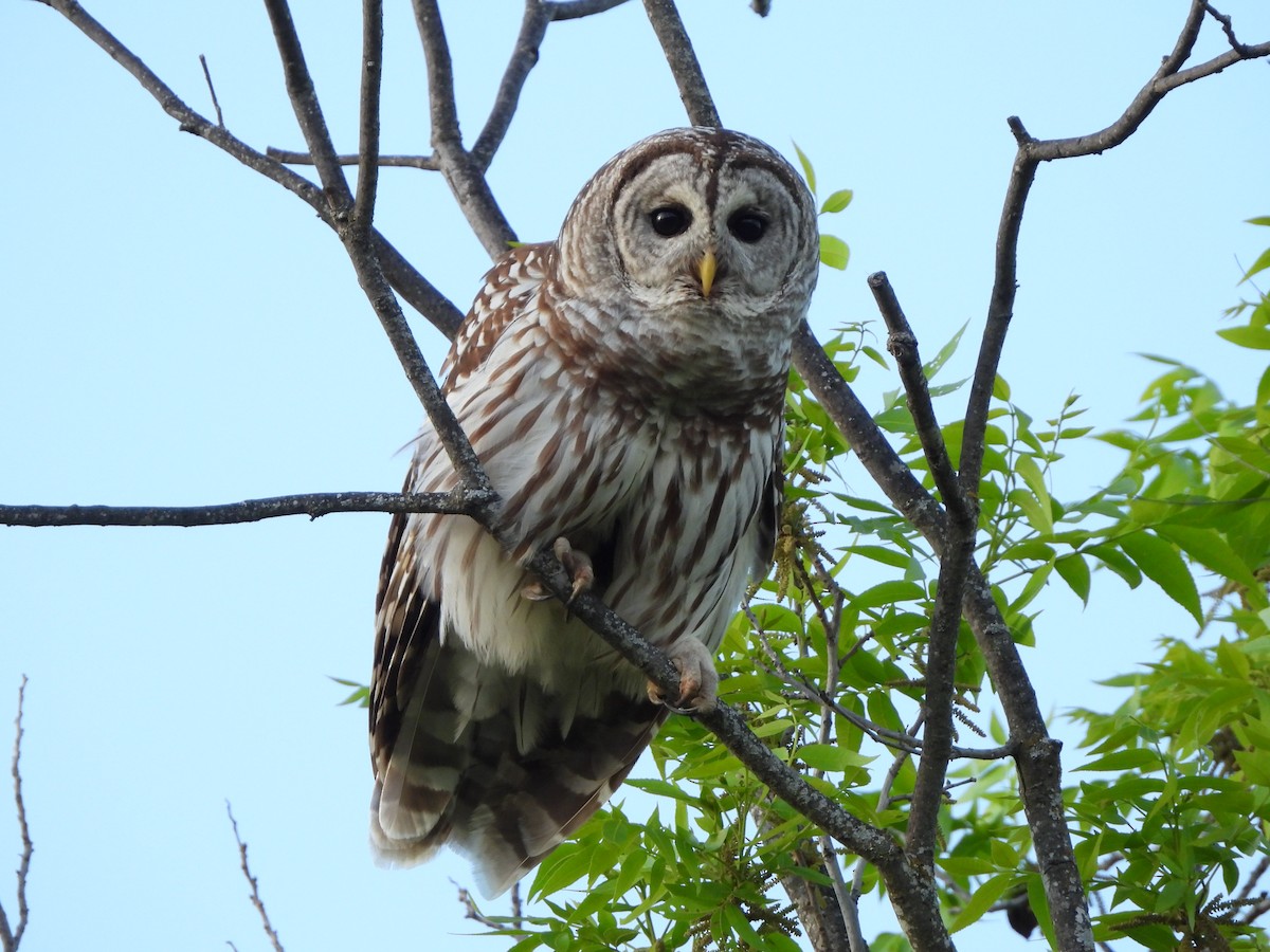 Barred Owl - Brandon Nooner