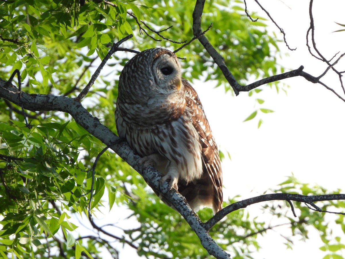 Barred Owl - ML556274441