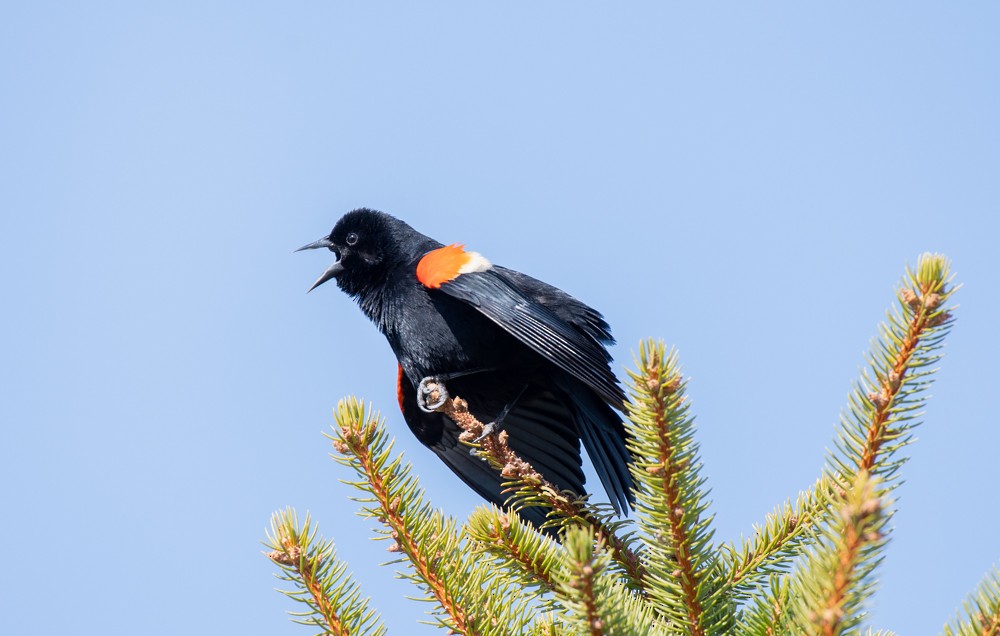 Red-winged Blackbird - ML556274671