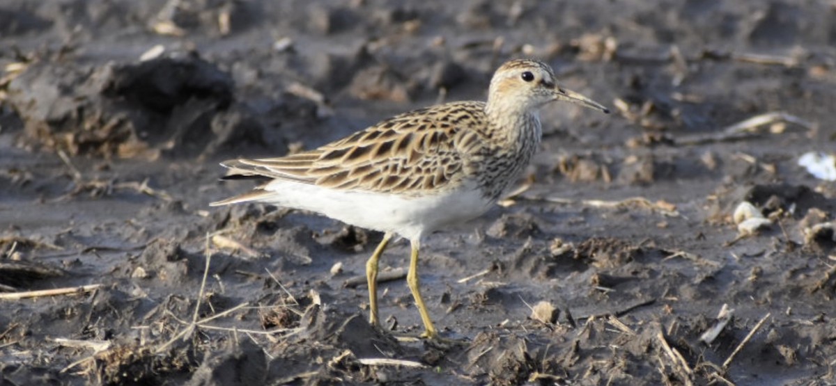 Pectoral Sandpiper - ML556276011