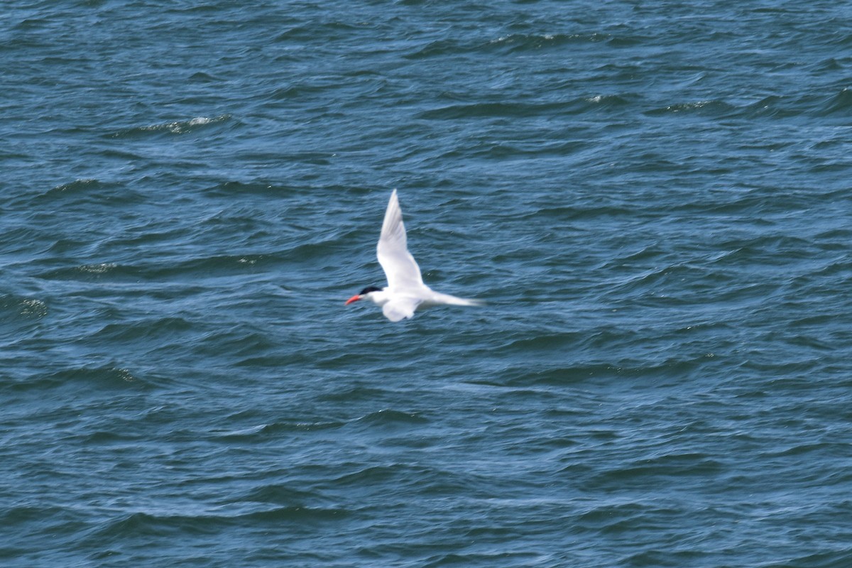 Royal Tern - ML556276321