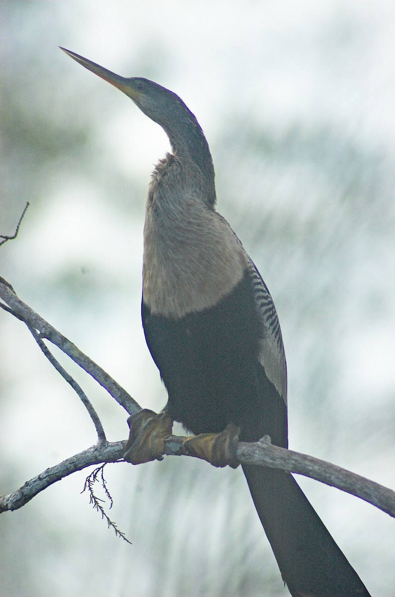 Anhinga - ML556276411