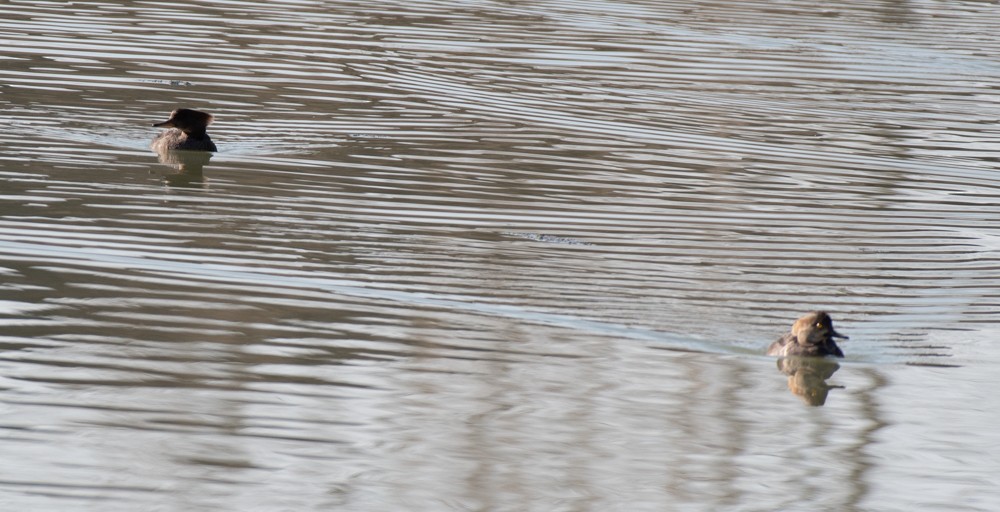 Hooded Merganser - ML556276601