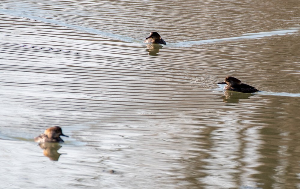 Hooded Merganser - ML556276611