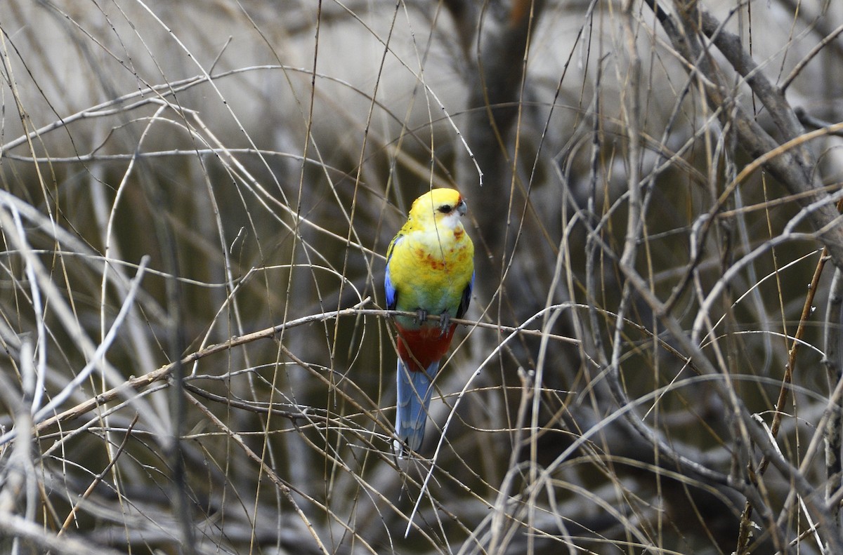 Eastern x Pale-headed Rosella (hybrid) - ML556276731