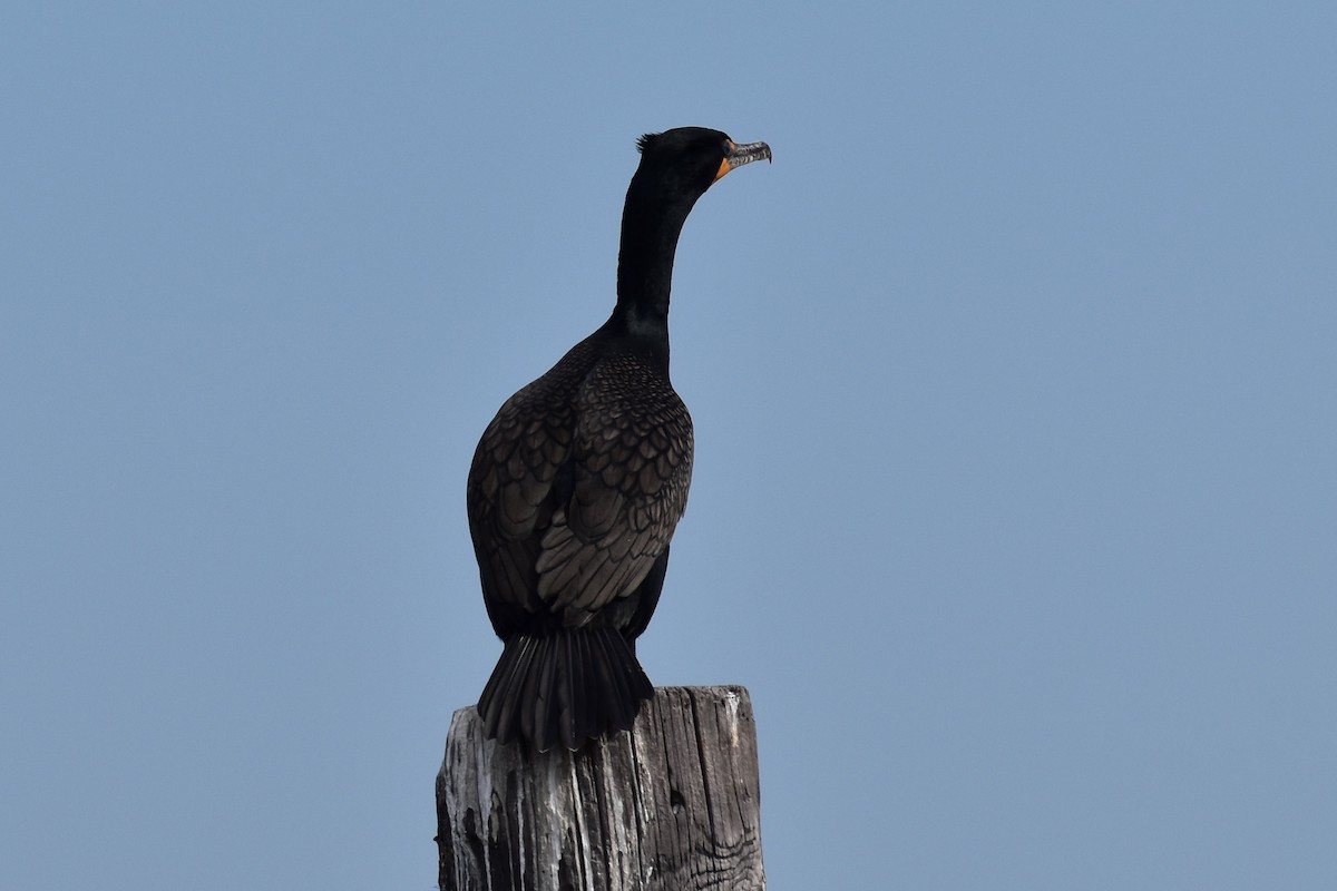 Double-crested Cormorant - ML556276861