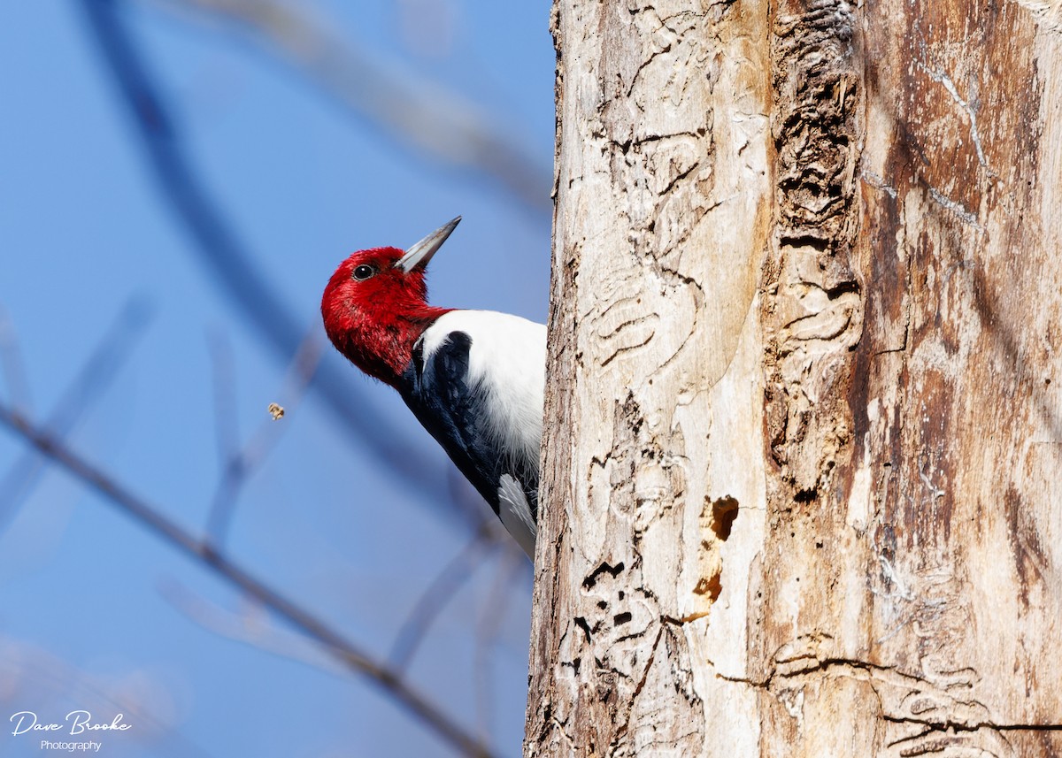 Red-headed Woodpecker - ML556276901