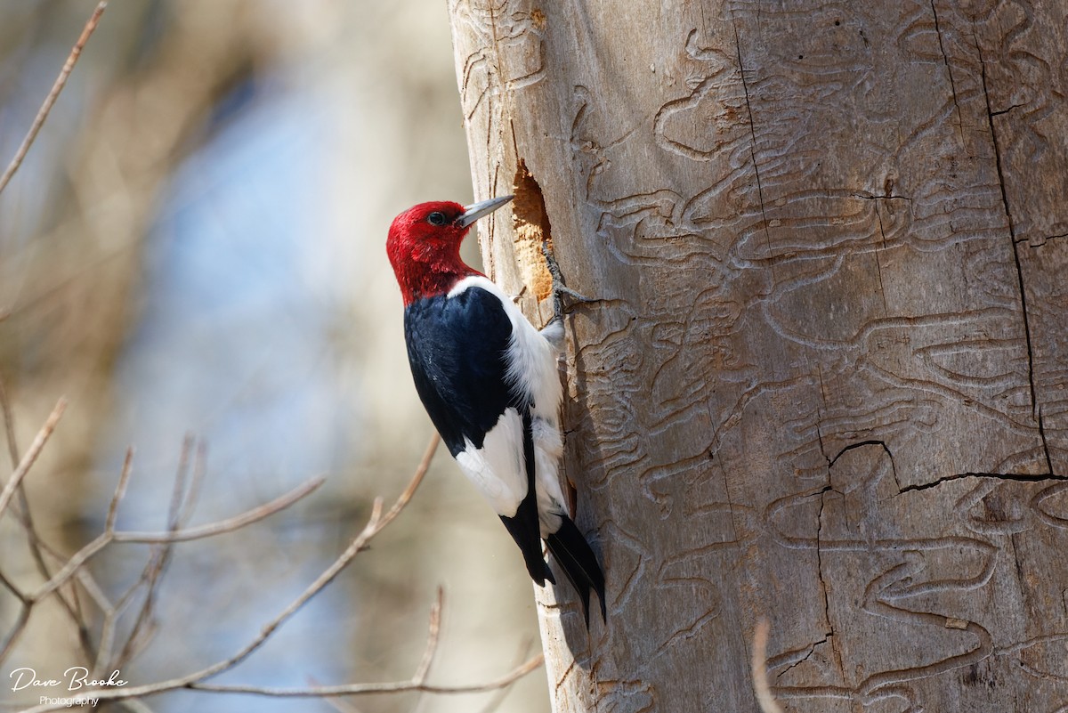 Red-headed Woodpecker - ML556276911