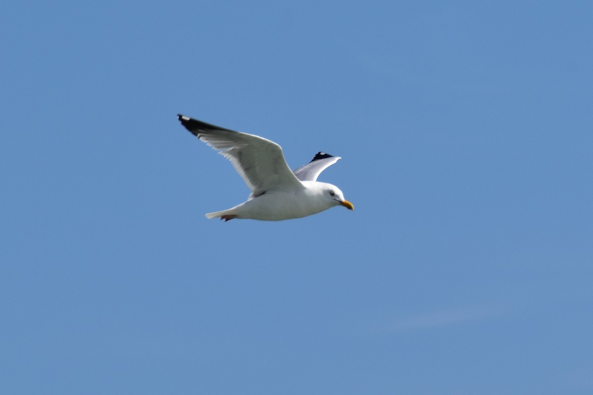 Herring Gull - ML556280701