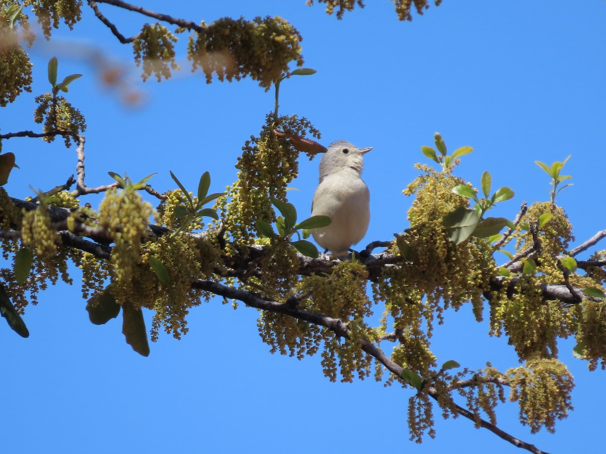 Lucy's Warbler - ML556282601