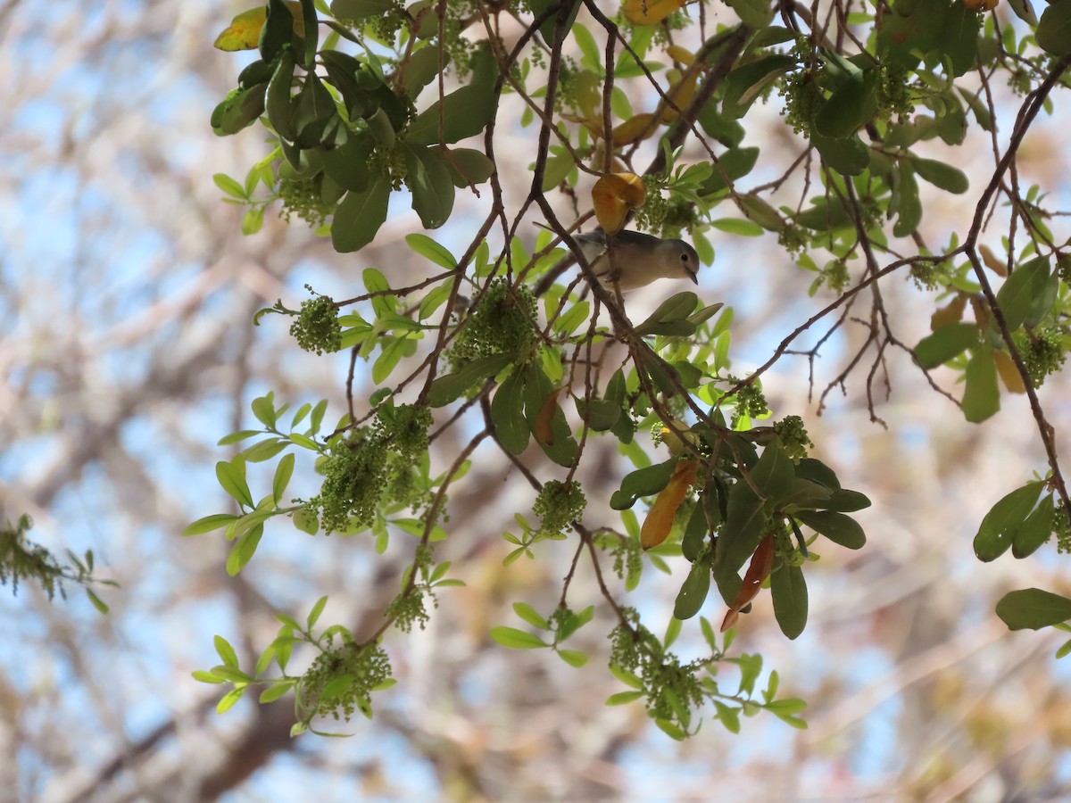Lucy's Warbler - ML556282631