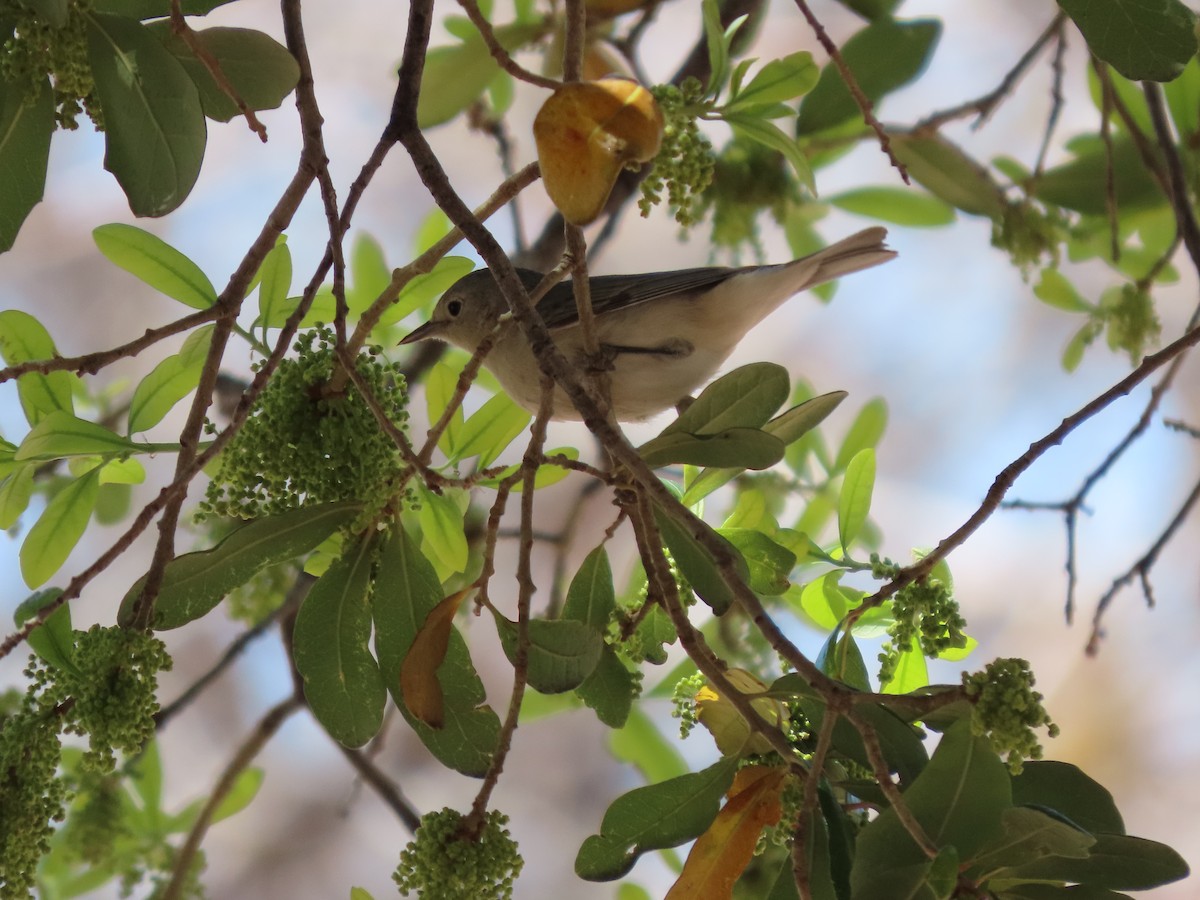Lucy's Warbler - ML556282641