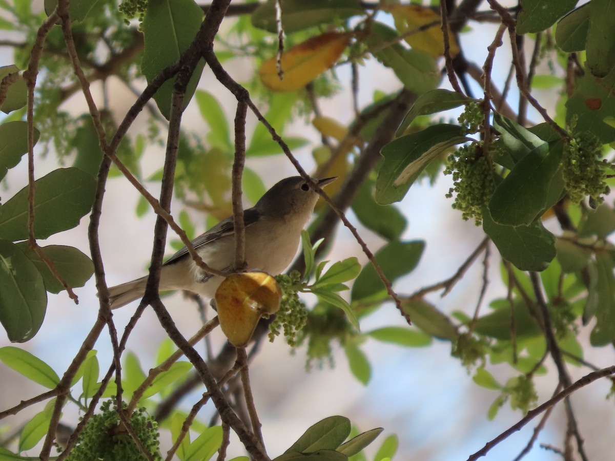 Lucy's Warbler - ML556282681