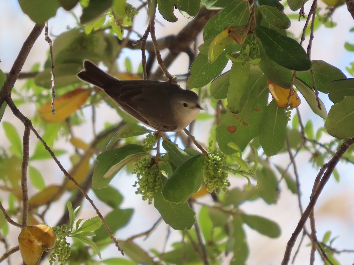 Lucy's Warbler - ML556282691