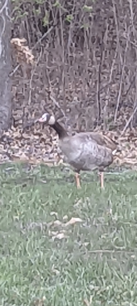 Greater White-fronted x Canada Goose (hybrid) - JEB Brother