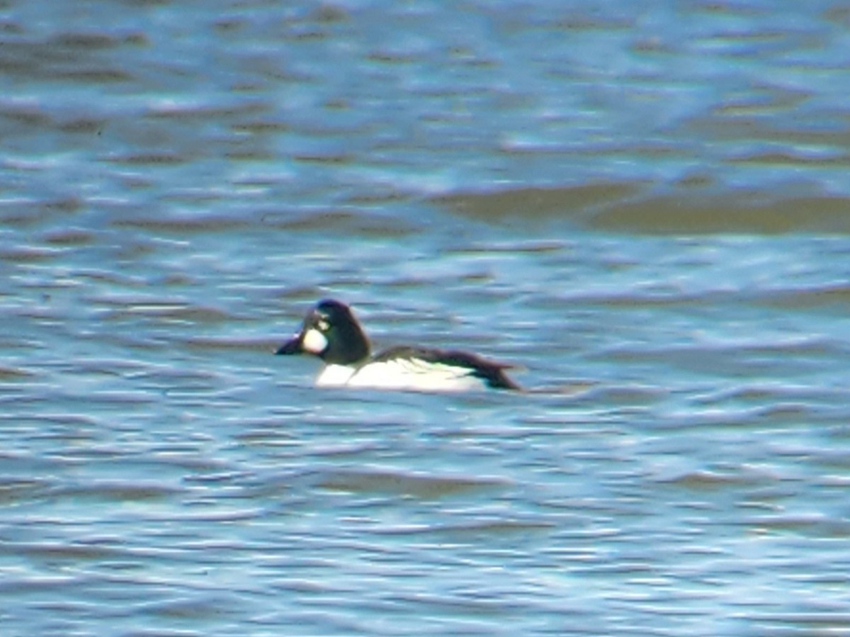 Common Goldeneye - ML556283081