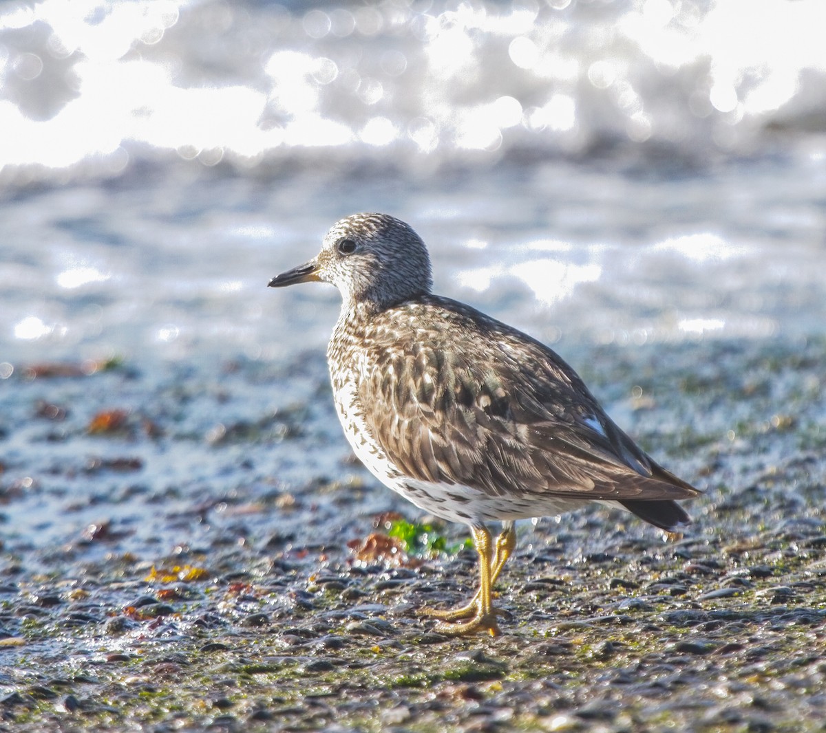 Surfbird - Chuck Heikkinen