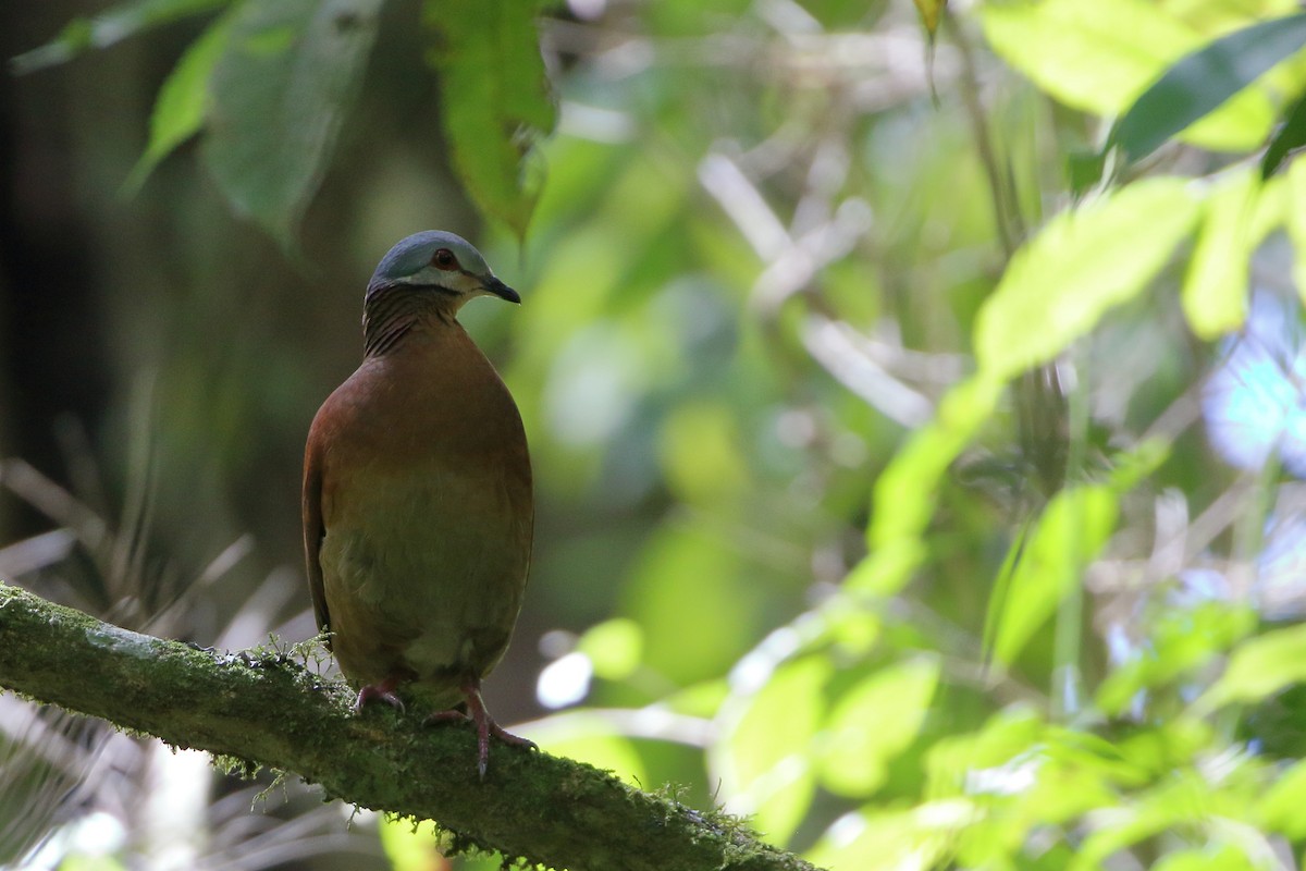 Chiriqui Quail-Dove - Seth Beaudreault