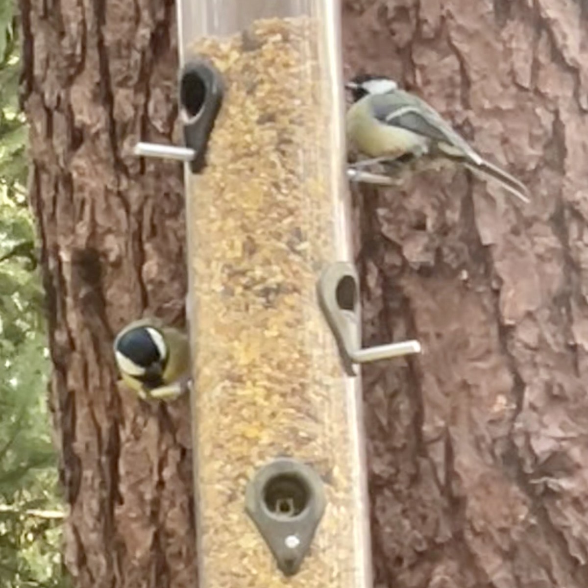 Great Tit - ML556283701