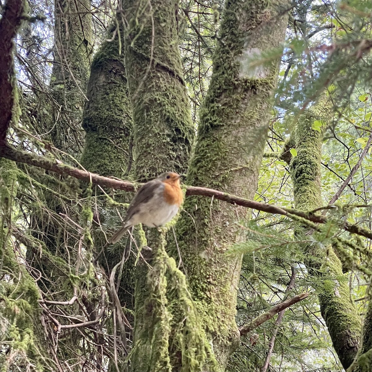 European Robin - James Madter