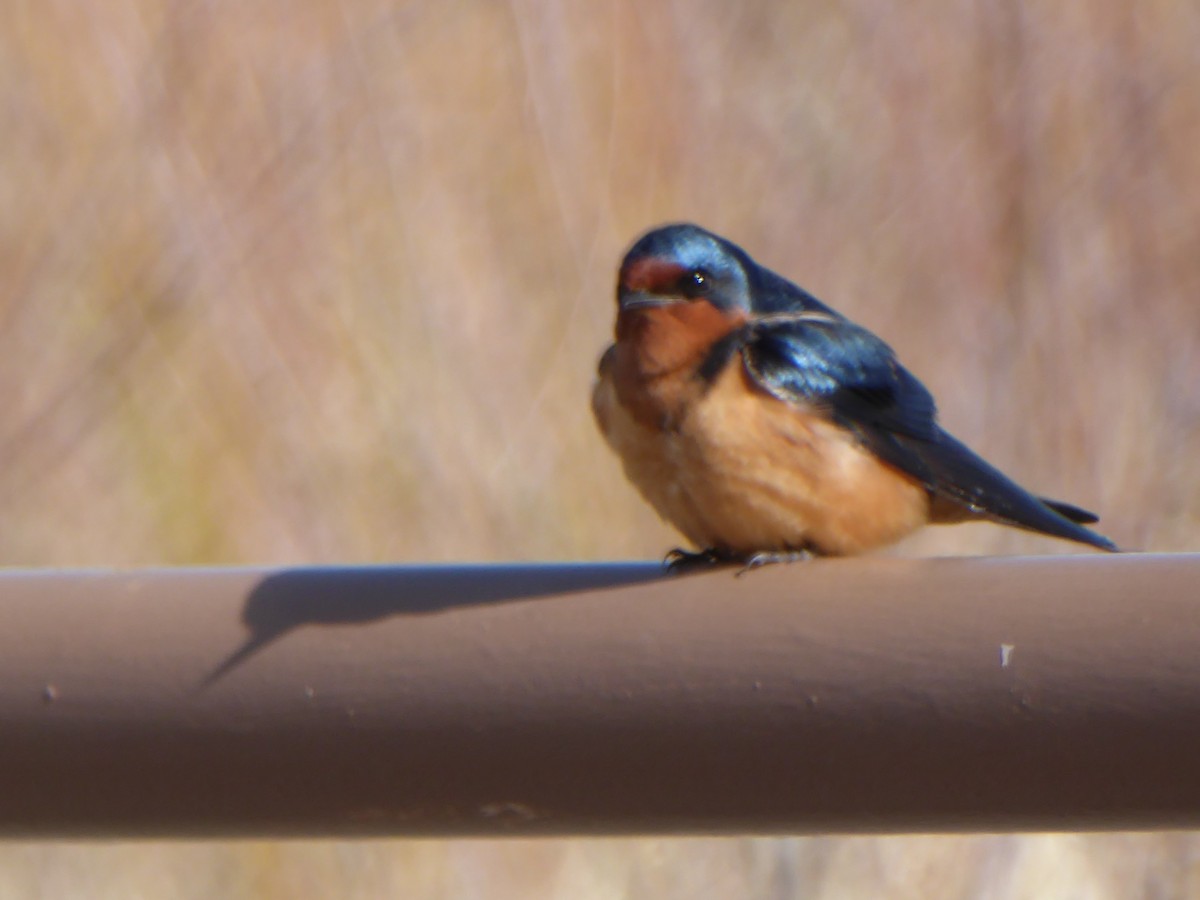 Barn Swallow - Jeff Dawson