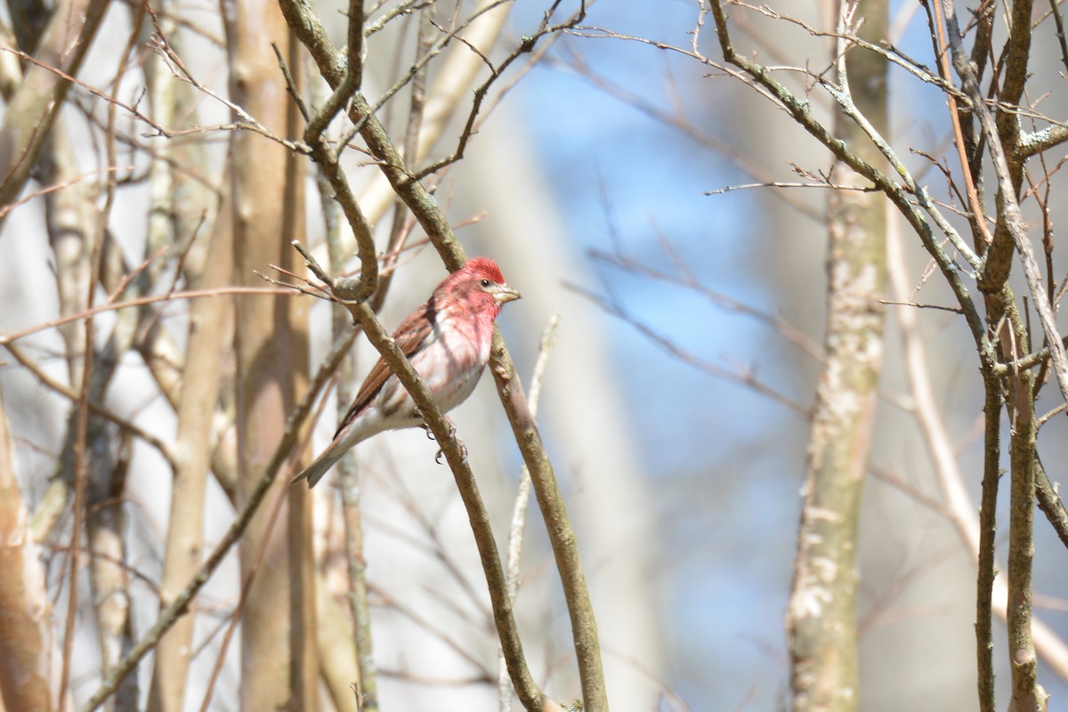 Purple Finch - ML556285821