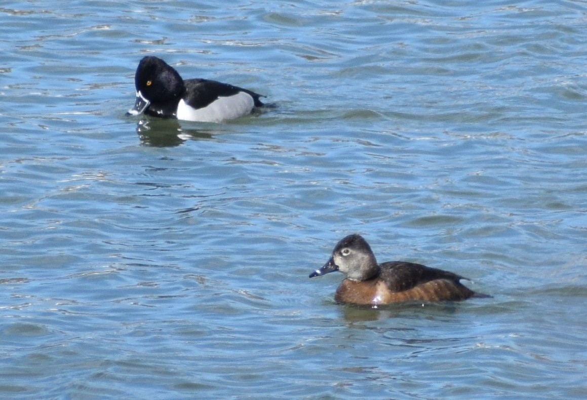 Ring-necked Duck - ML556287841