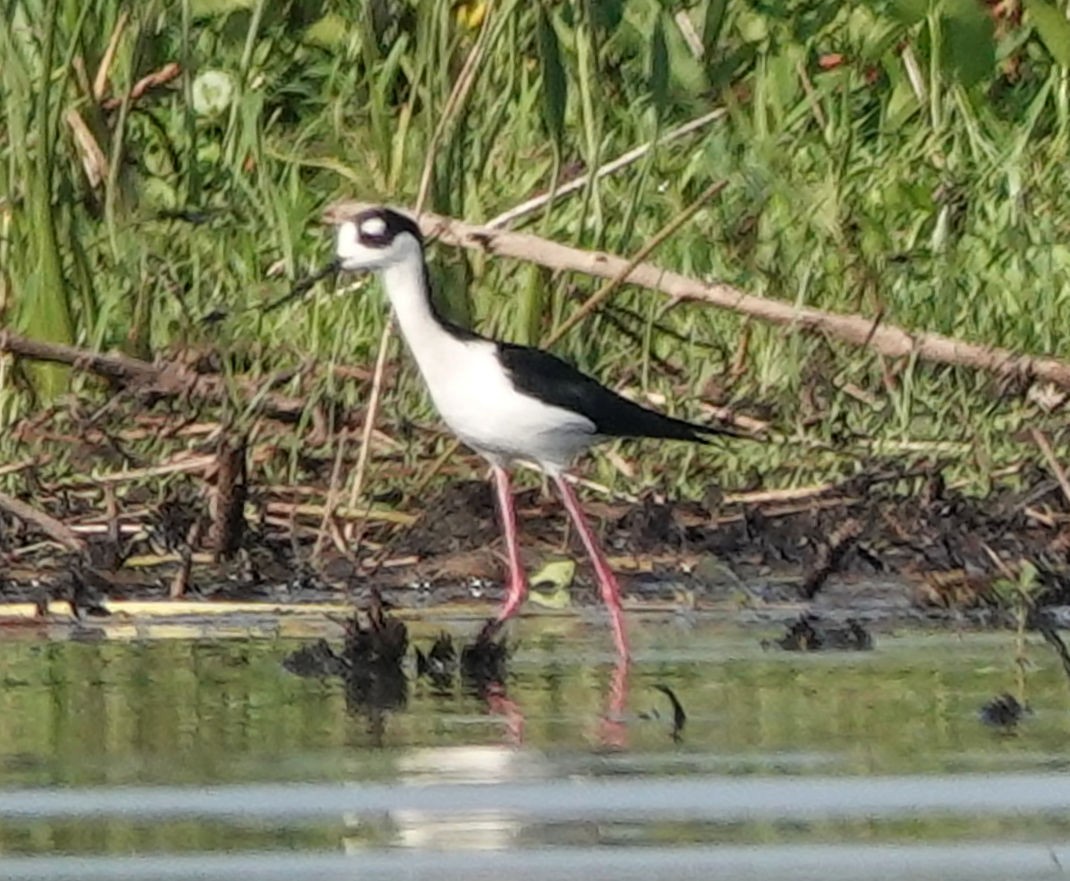 Black-necked Stilt - ML556288341