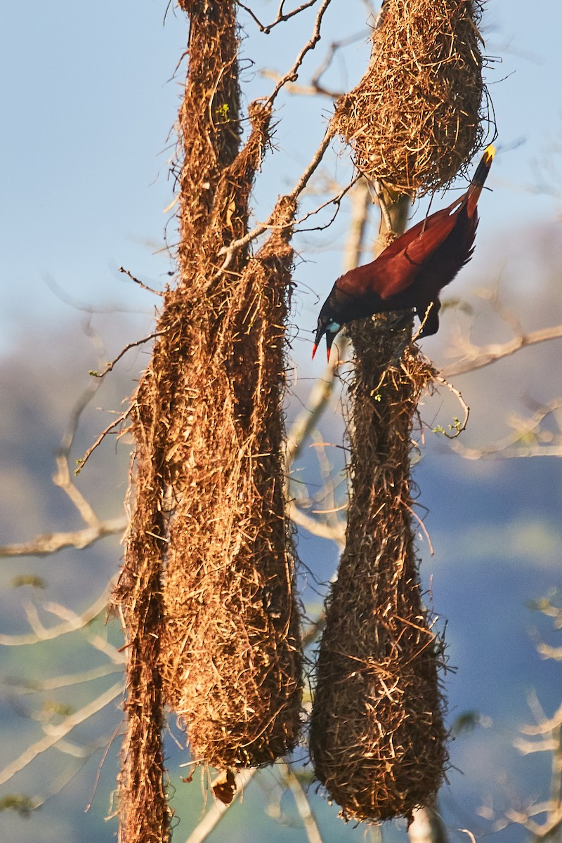 Montezuma Oropendola - ML556288851