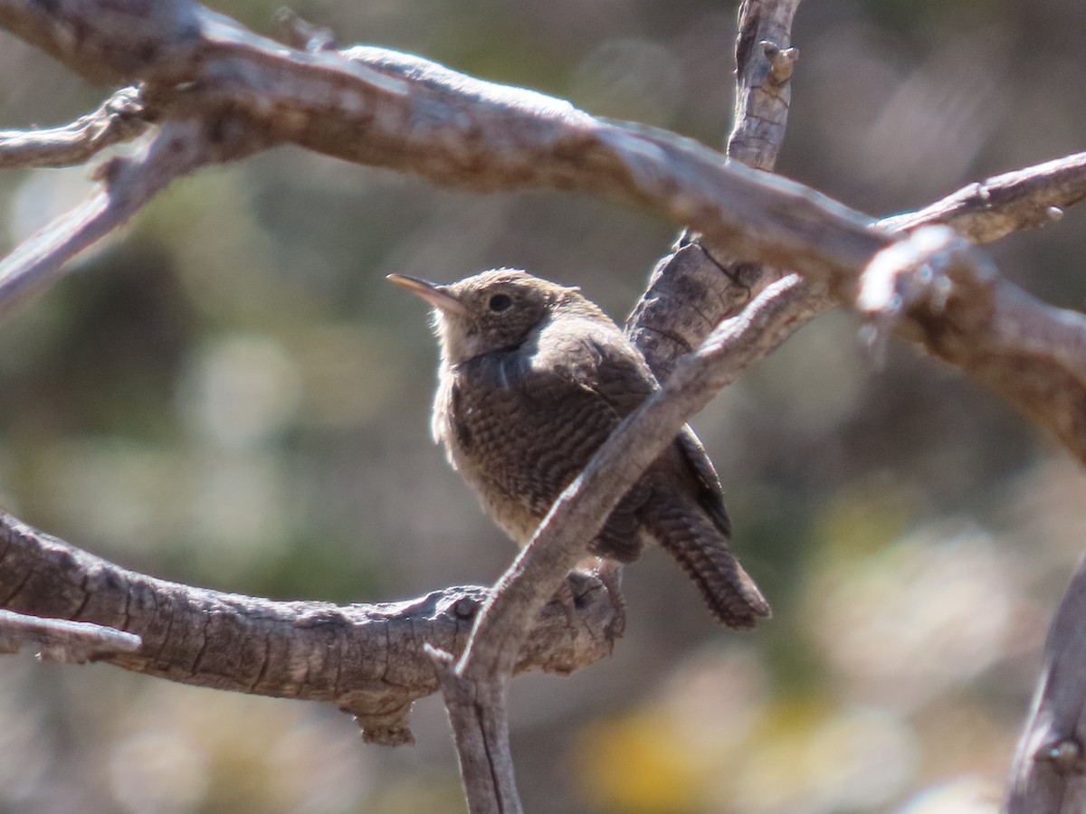 House Wren - Jenny Jones