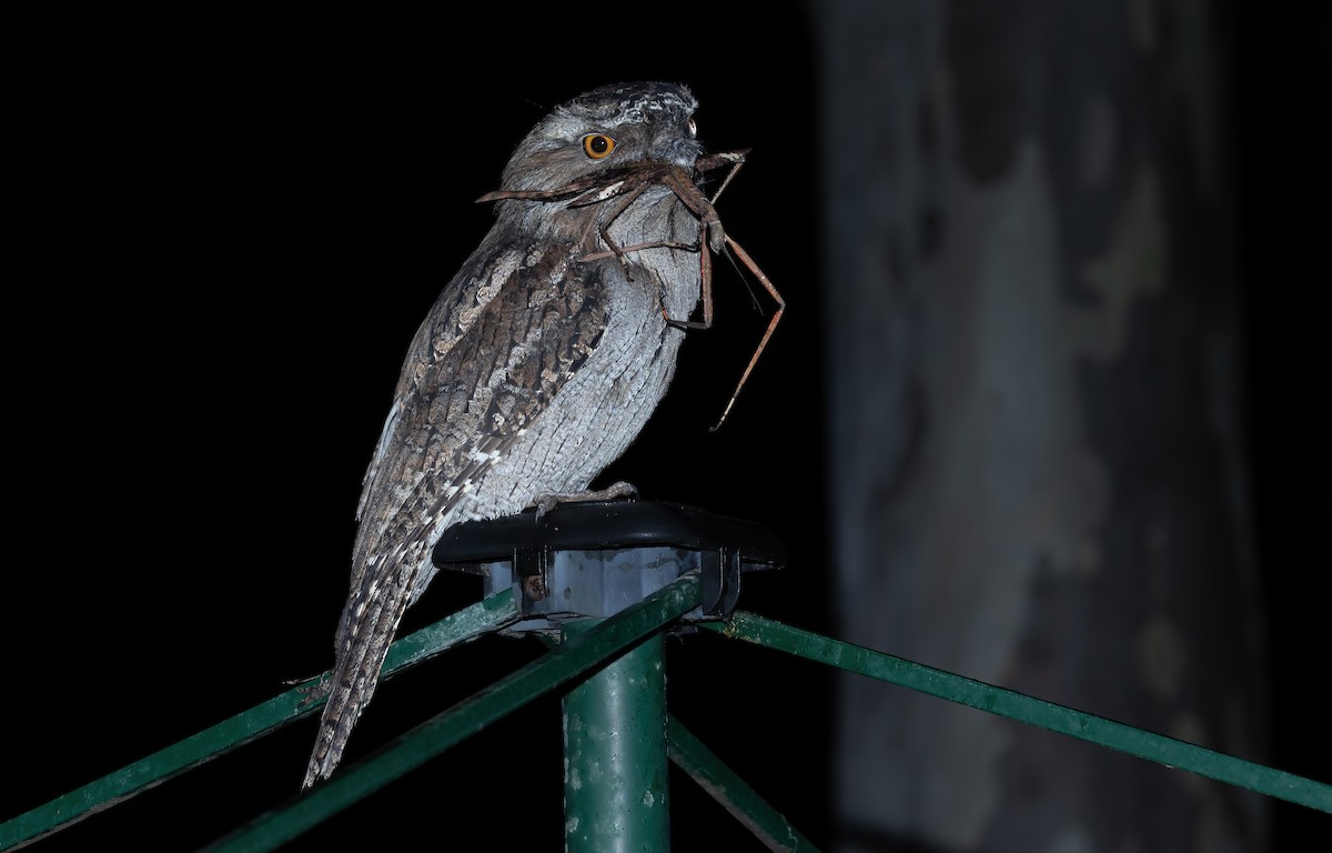 Tawny Frogmouth - ML556289071