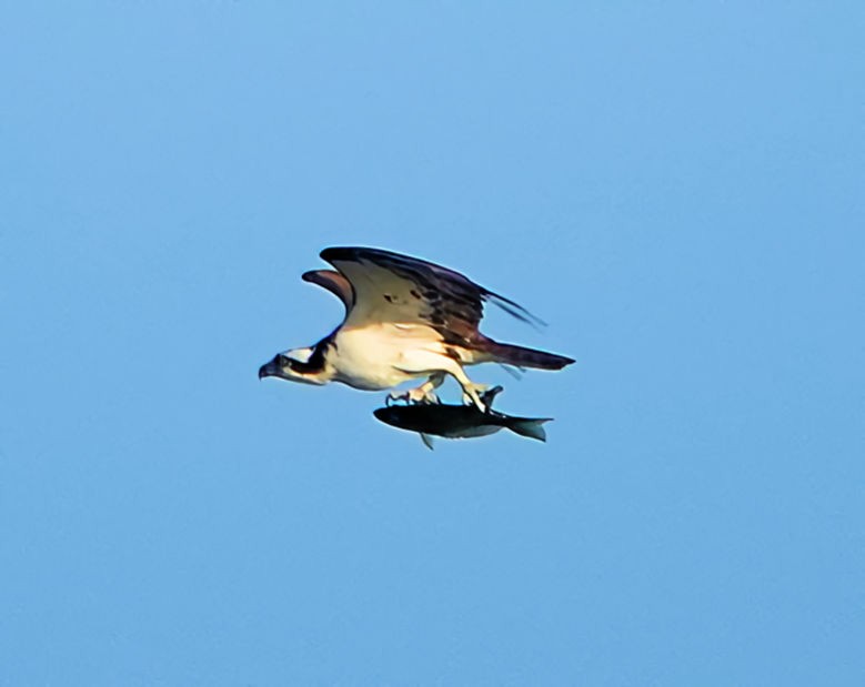 Osprey - Doug Wassmer