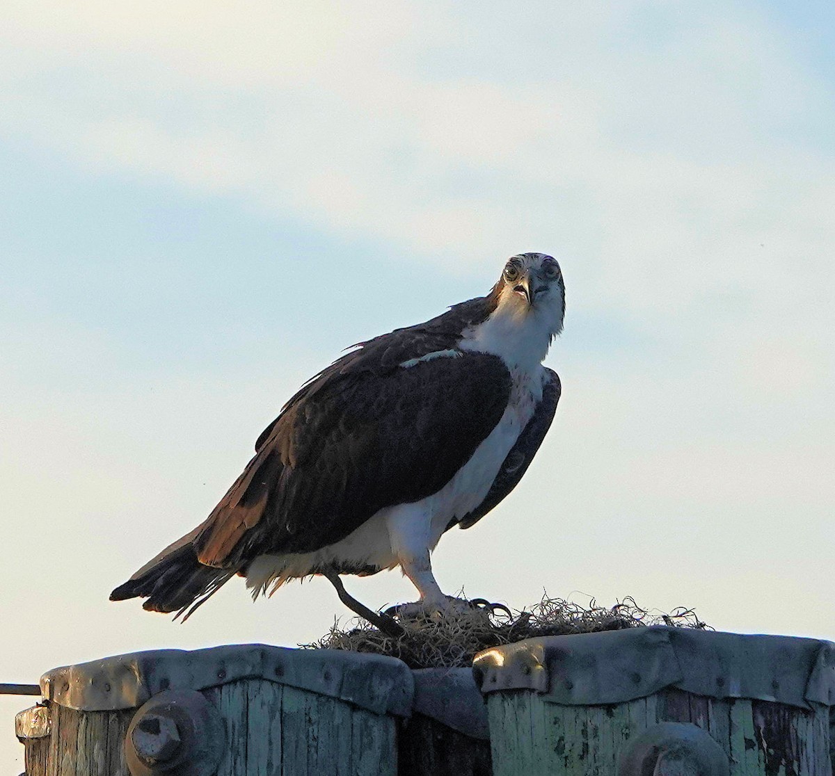 Osprey - Doug Wassmer