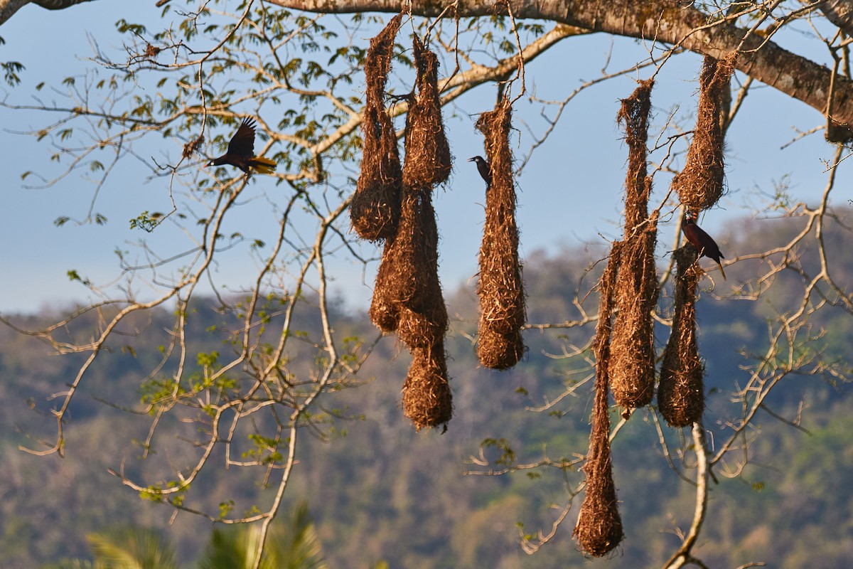 Montezuma Oropendola - ML556289441