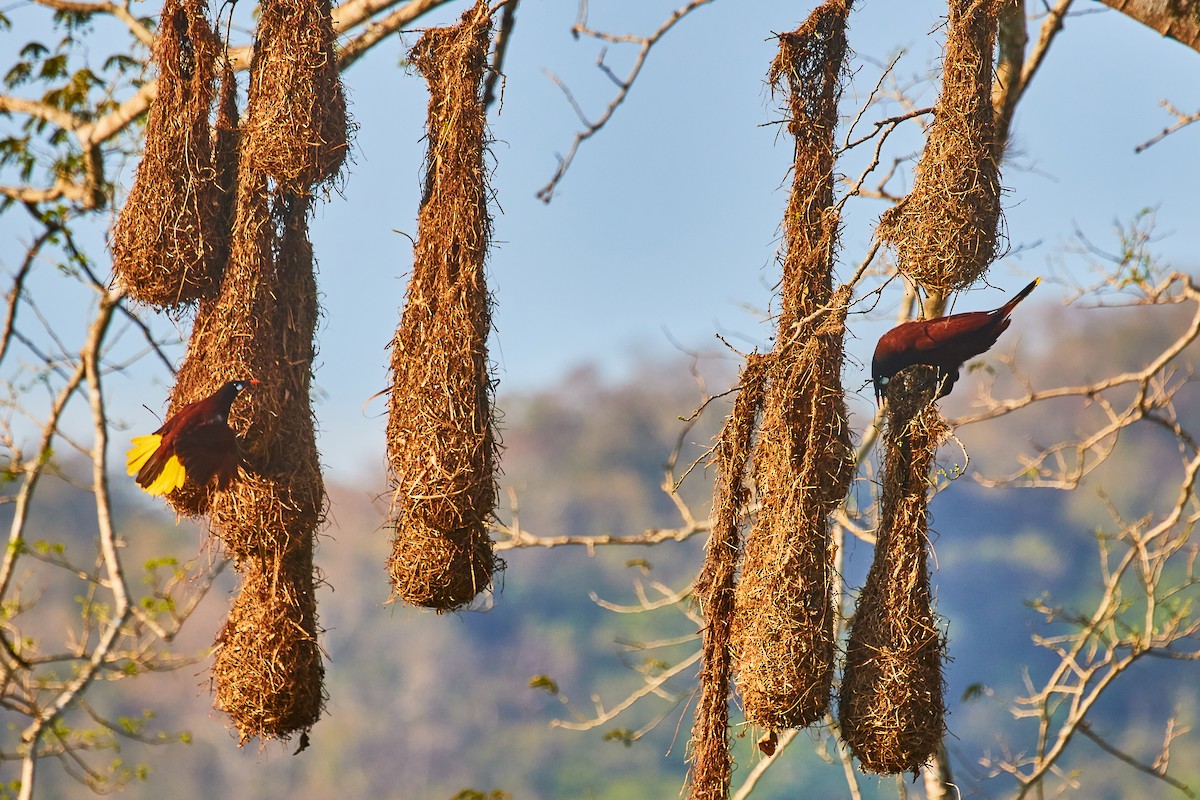 Montezuma Oropendola - ML556289451