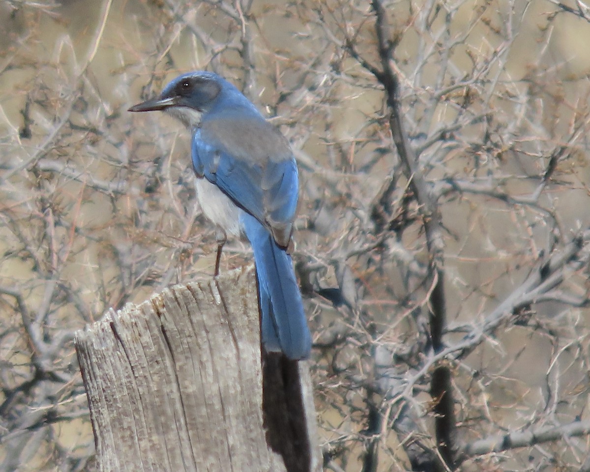 Woodhouse's Scrub-Jay - ML556290071