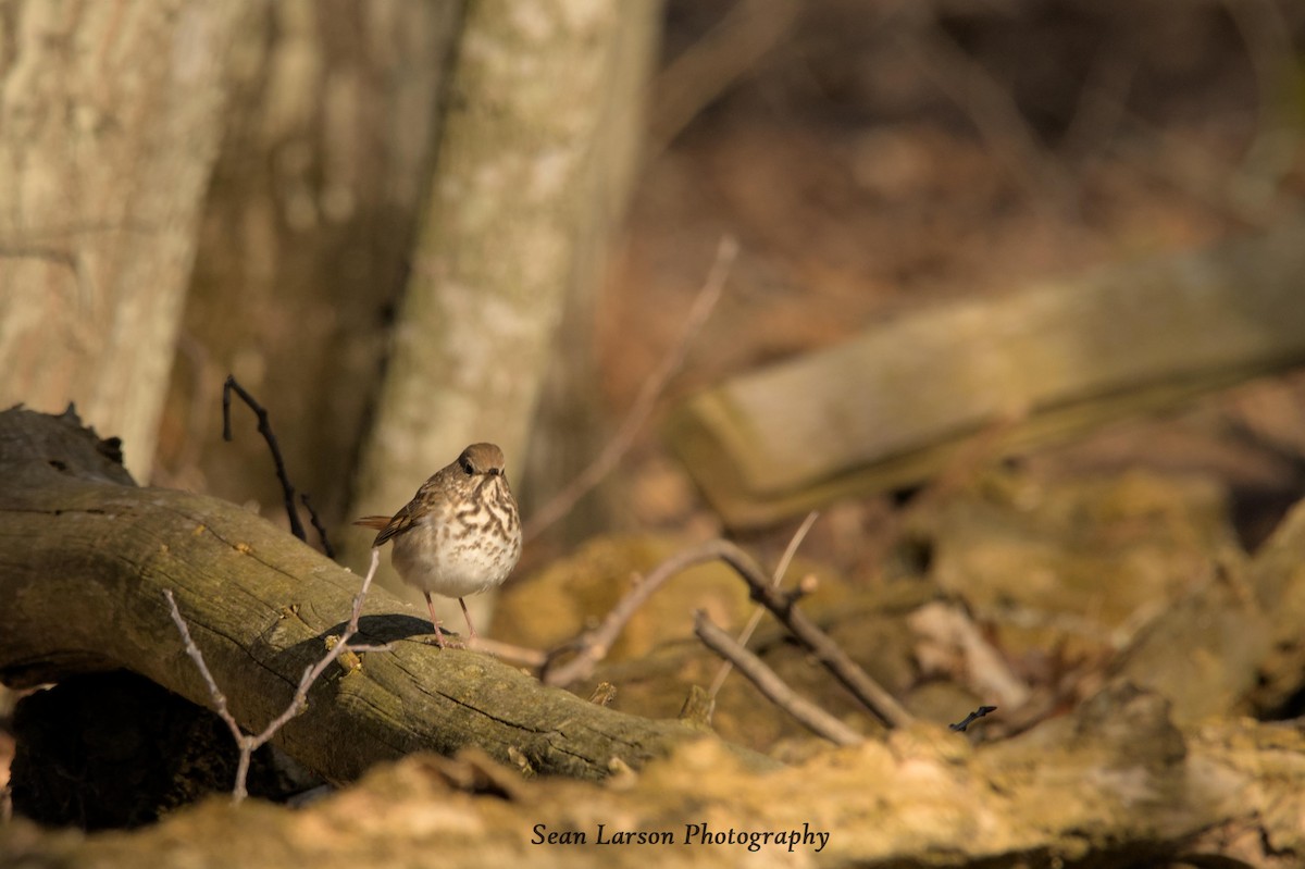 Hermit Thrush - ML556290331