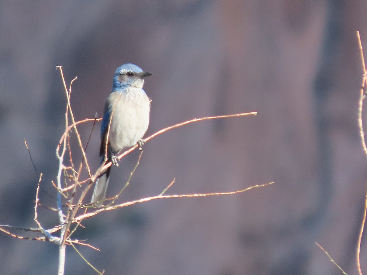 Woodhouse's Scrub-Jay - ML556291541