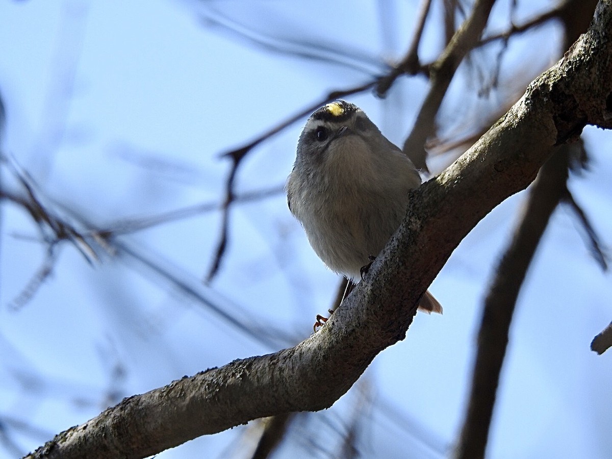 Golden-crowned Kinglet - Rosanne Petrich