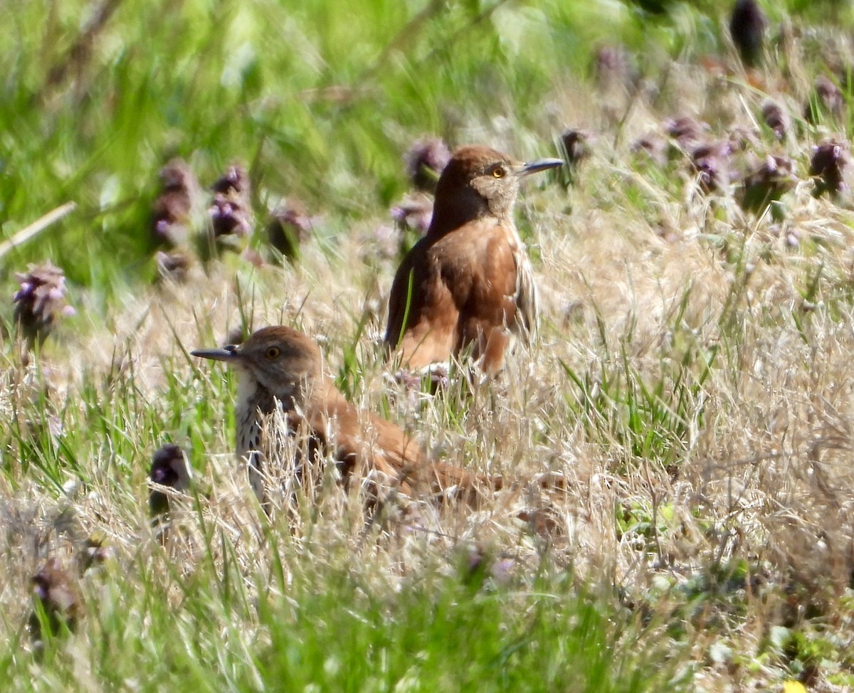 Brown Thrasher - ML556292601