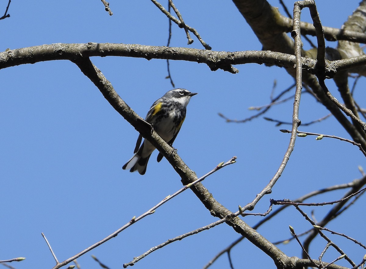 Yellow-rumped Warbler - ML556292711