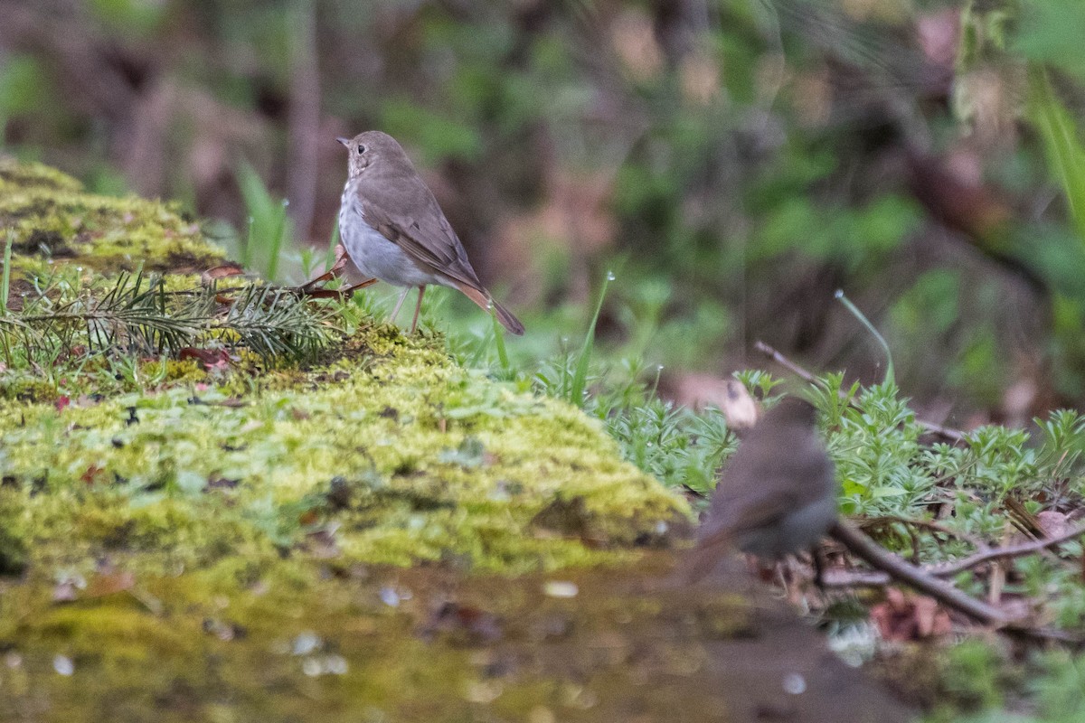 Hermit Thrush - ML556292941