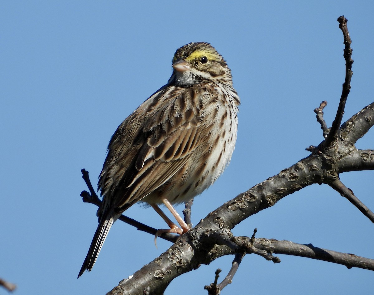 Savannah Sparrow - Kisa Weeman