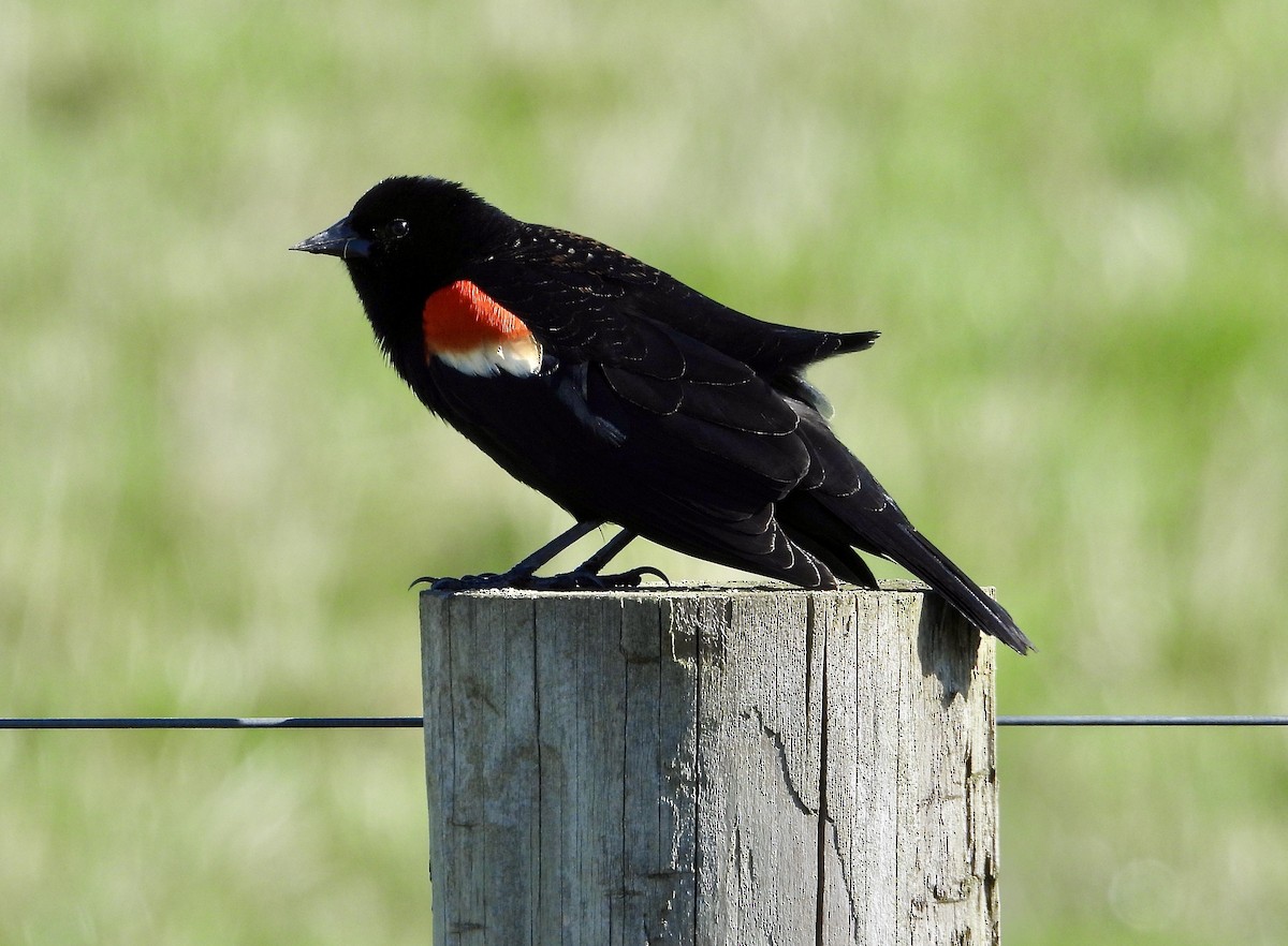 Red-winged Blackbird - ML556293261