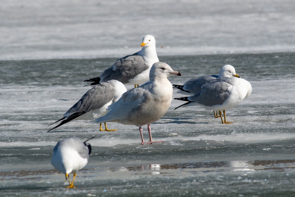 Glaucous Gull - ML556293451