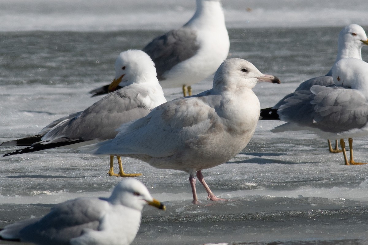 Glaucous Gull - ML556293461